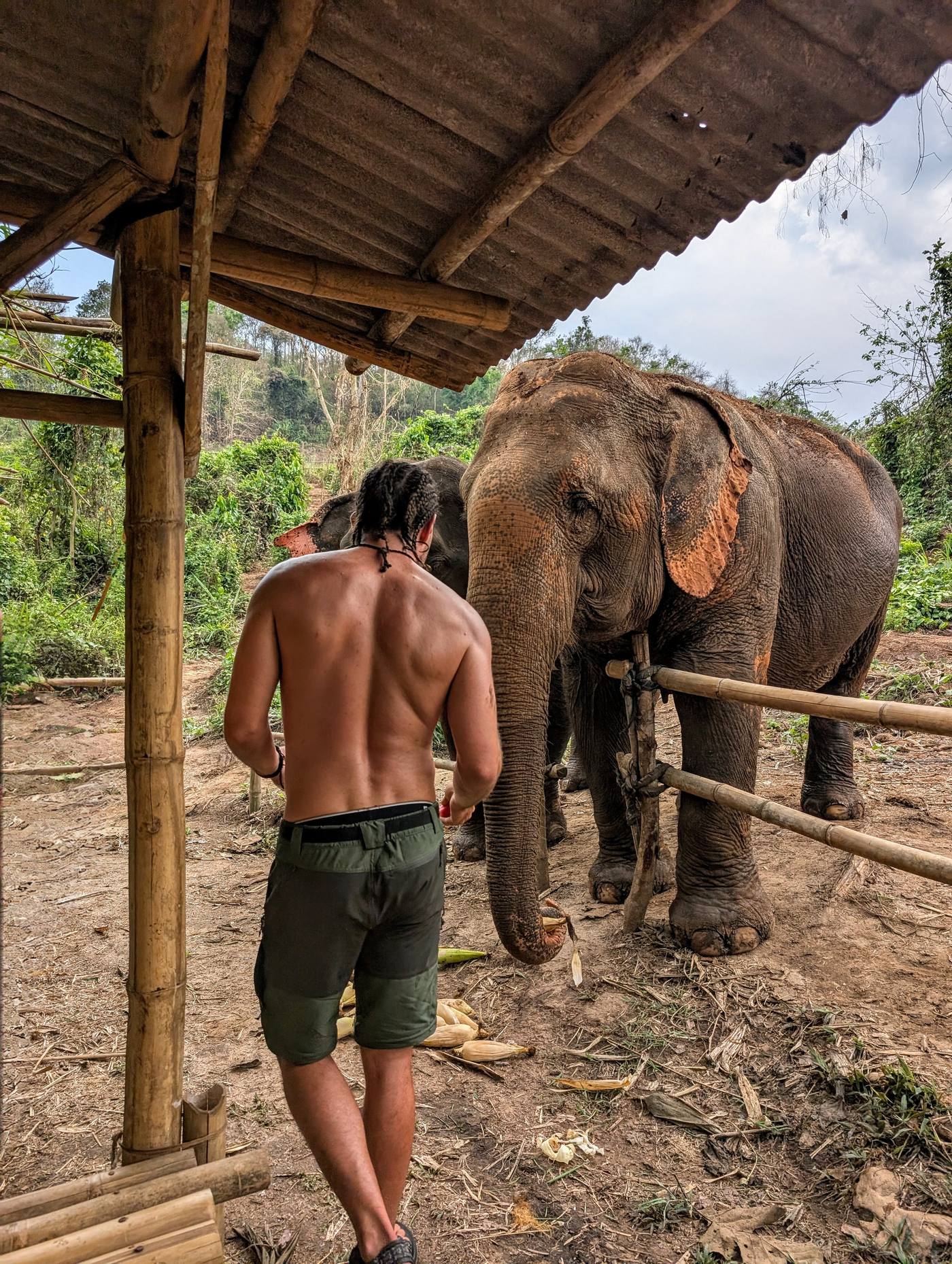 Persona alimentando a un elefante con fruta en un santuario ético de Tailandia