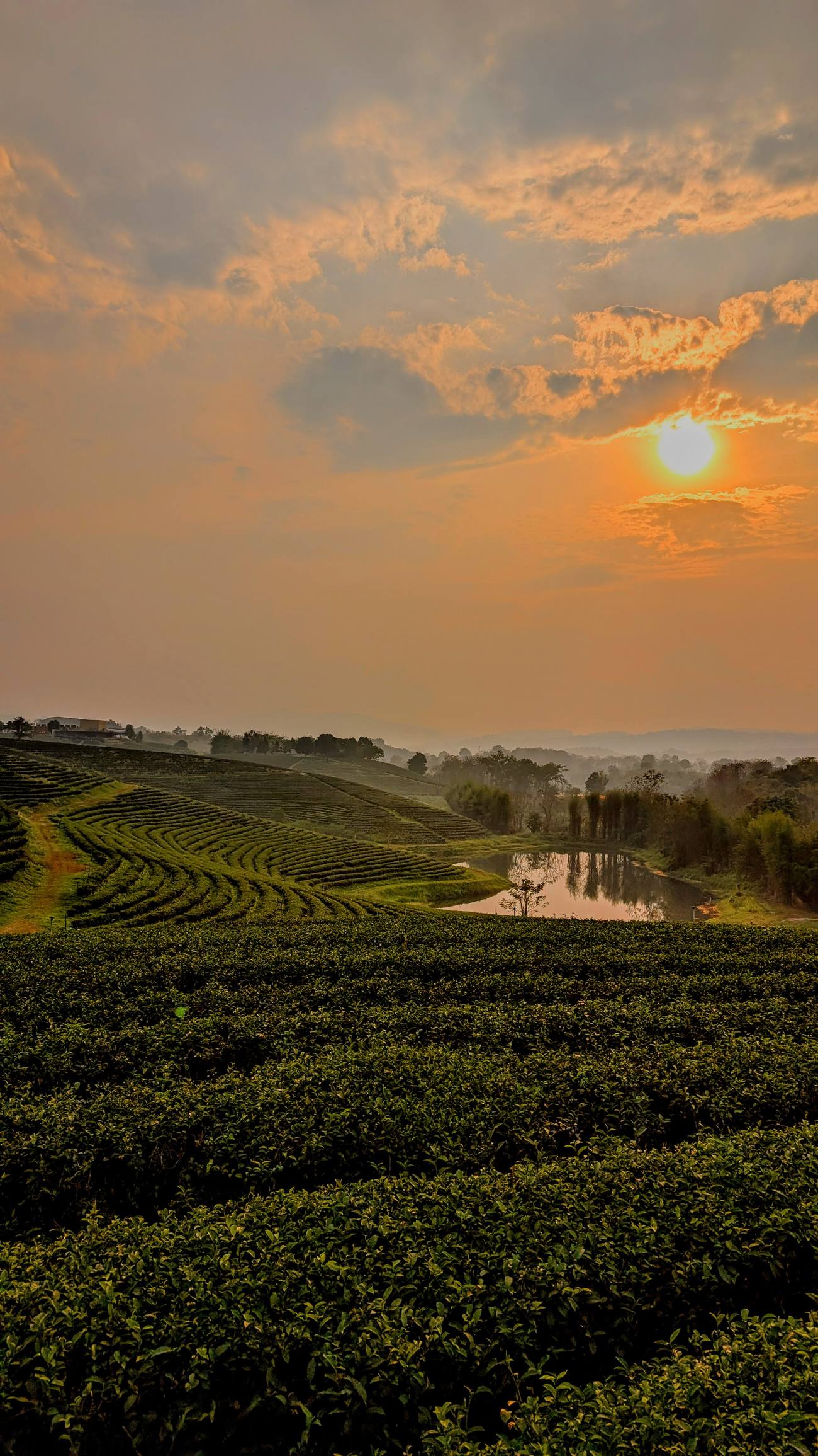 Plantación de té en las montañas del norte de Tailandia al atardecer